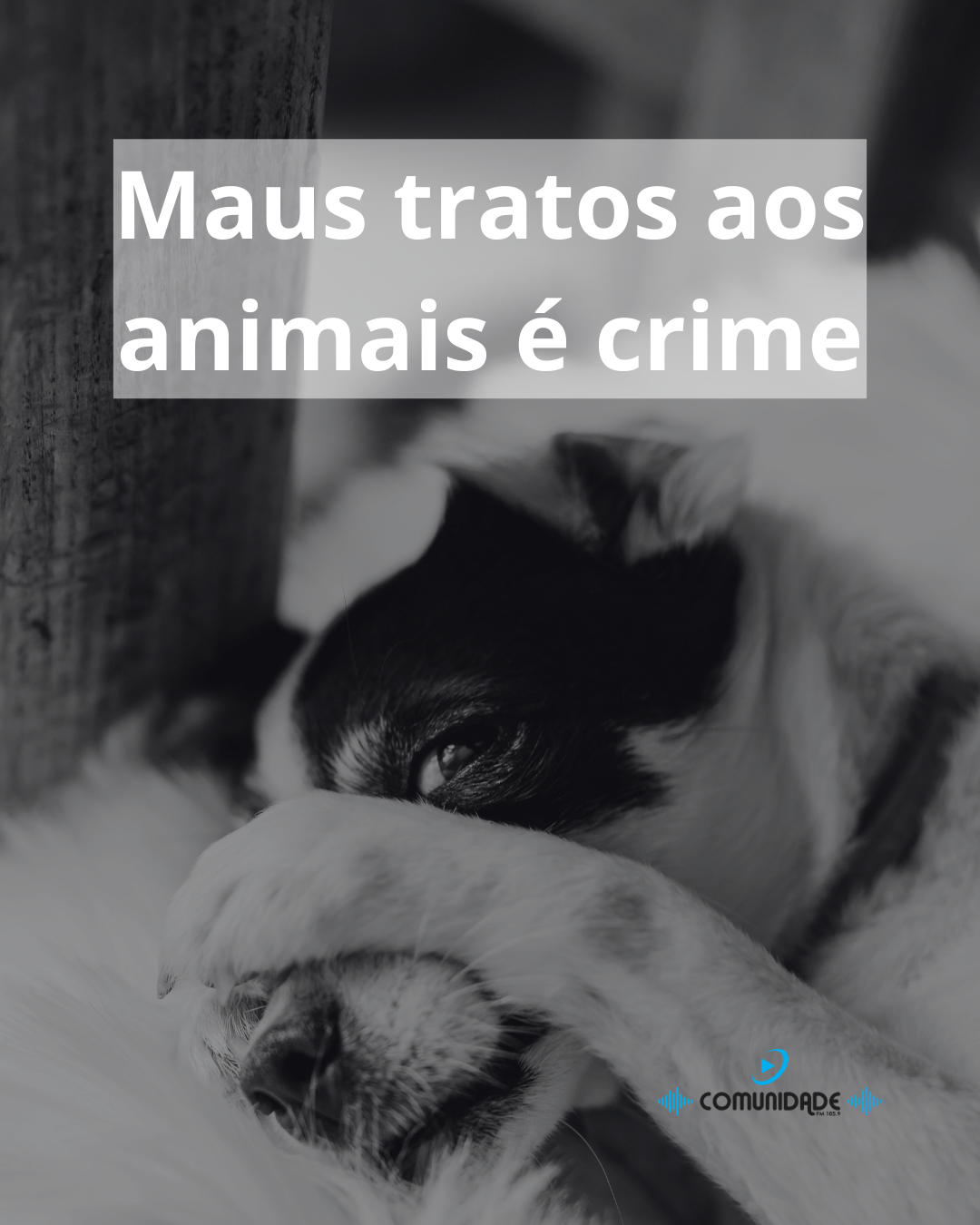 Ir para  <p><big>Um homem foi preso ap&oacute;s a Brigada Militar atender a uma den&uacute;ncia an&ocirc;nima de maus-tratos contra um animal. A informa&ccedil;&atilde;o indicava que um c&atilde;o estaria sendo mantido...